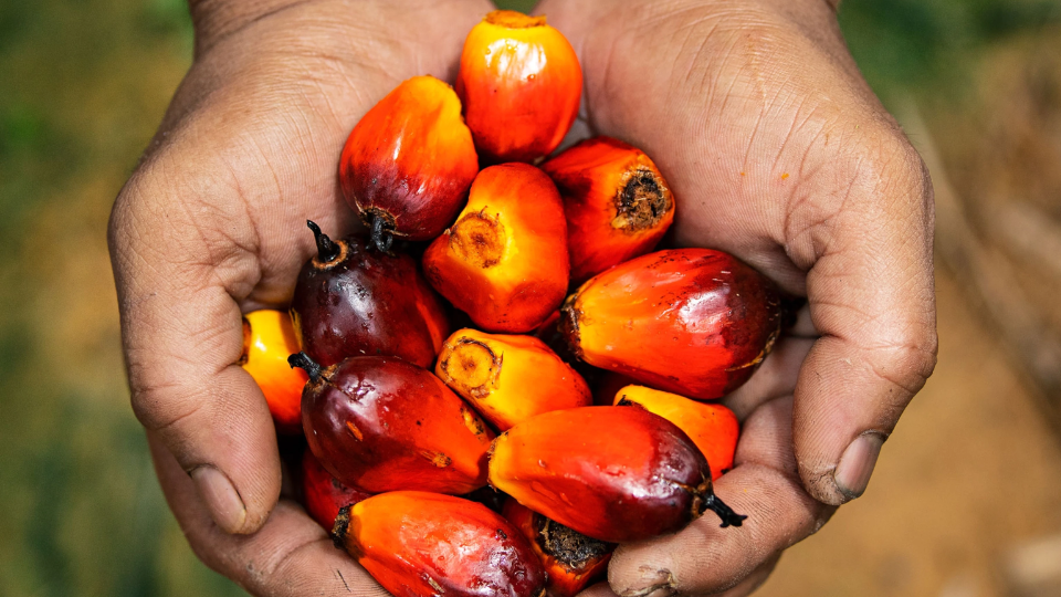 EU palm oil imports: jan-jun 2022 vs 2021