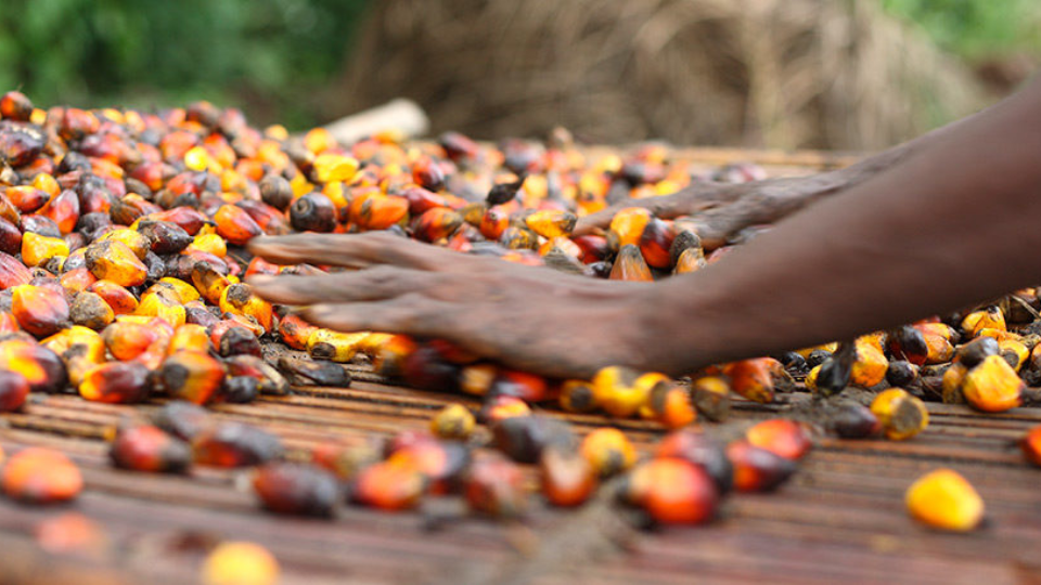 How smallholders boost sustainability
