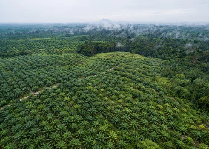Companies' return to palm oil