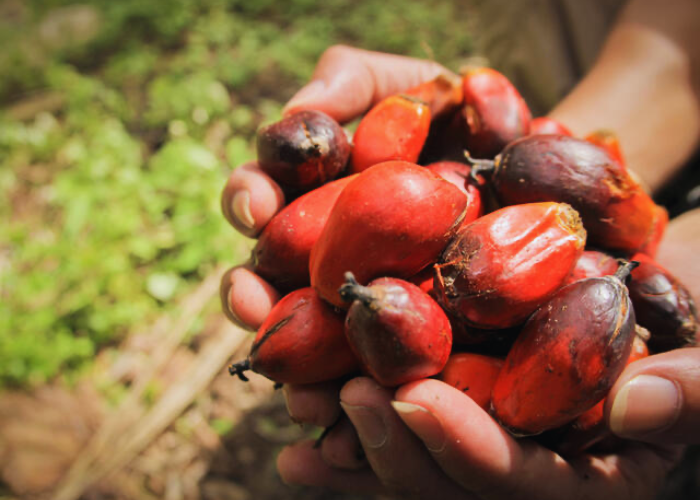 EUDR and the case of sustainable palm oil