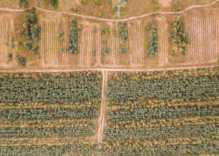 Policy UE anti-deforestazione. L'Italia che fa?