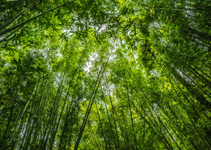 La deforestazione rallenta il passo