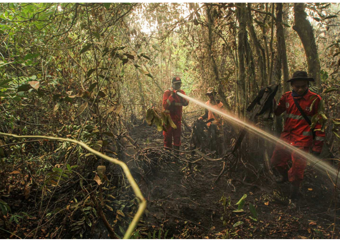 Positive trends continue to emerge amidst fires in Indonesia