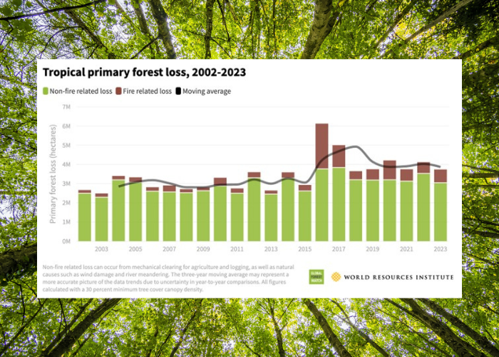 Forest Beat: Insights into Global Forest Dynamics