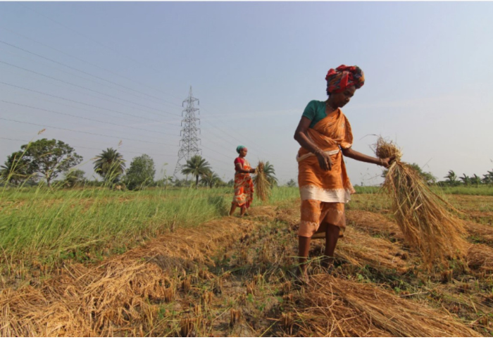 women working on smallholder farms can help alleviate food loss